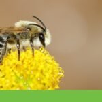 From bees to beetles, Portugal has 222 pollinating species Biodiversity