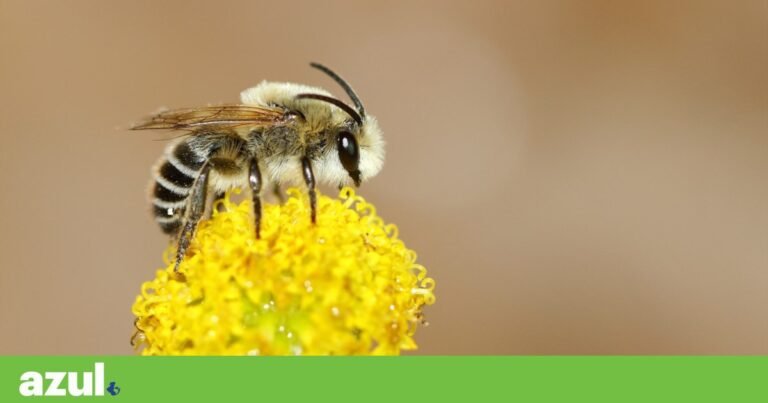 From bees to beetles, Portugal has 222 pollinating species Biodiversity