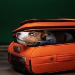 If an airline loses your dog, it’s nothing more than a lost suitcase, according to European law