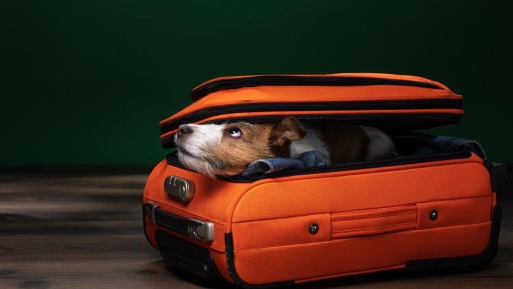 If an airline loses your dog, it’s nothing more than a lost suitcase, according to European law